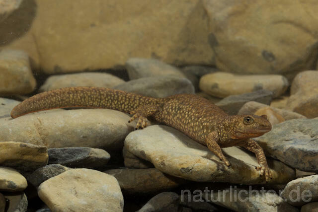 R11689 Pyrenäen-Gebirgsmolch, Pyrenean brook salamander - Christoph Robiller