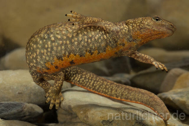 R11690 Pyrenäen-Gebirgsmolch, Pyrenean brook salamander - Christoph Robiller
