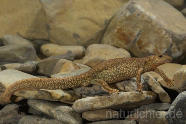 R11692 Pyrenäen-Gebirgsmolch, Pyrenean brook salamander - Christoph Robiller