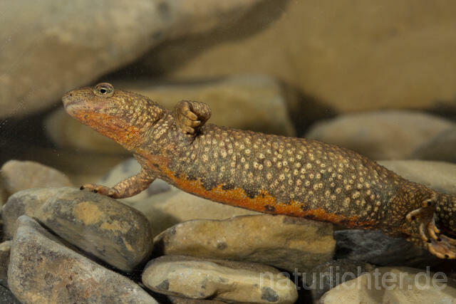 R11693 Pyrenäen-Gebirgsmolch, Pyrenean brook salamander - Christoph Robiller