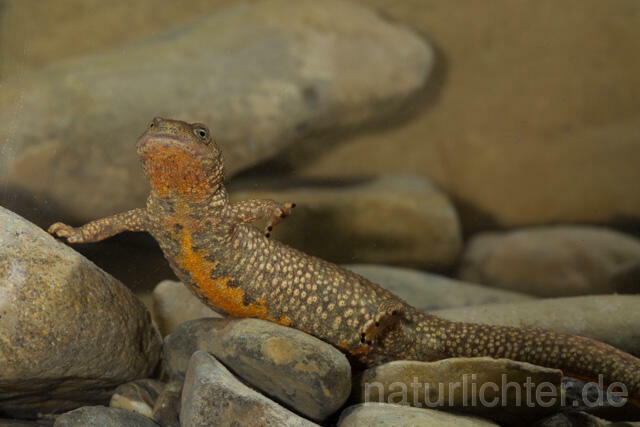 R11694 Pyrenäen-Gebirgsmolch, Pyrenean brook salamander - Christoph Robiller
