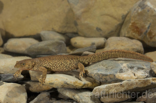 R11695 Pyrenäen-Gebirgsmolch, Pyrenean brook salamander - Christoph Robiller