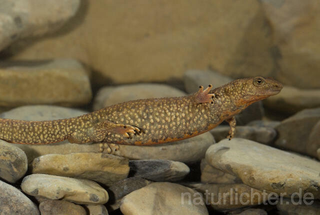 R11696 Pyrenäen-Gebirgsmolch, Pyrenean brook salamander - Christoph Robiller