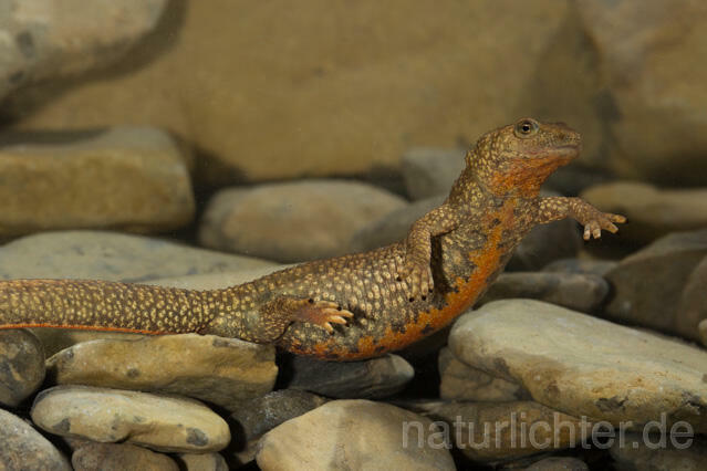 R11698 Pyrenäen-Gebirgsmolch, Pyrenean brook salamander - Christoph Robiller