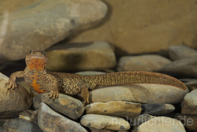 R11699 Pyrenäen-Gebirgsmolch, Pyrenean brook salamander - Christoph Robiller