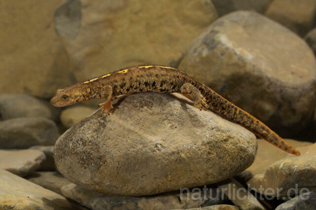 R11709 Pyrenäen-Gebirgsmolch, Pyrenean brook salamander - Christoph Robiller