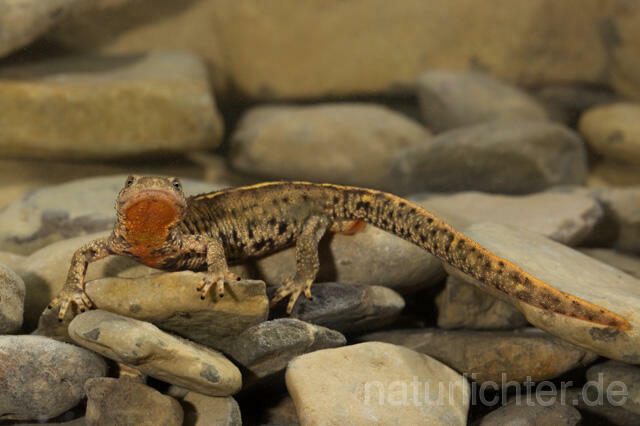 R11716 Pyrenäen-Gebirgsmolch, Pyrenean brook salamander - Christoph Robiller