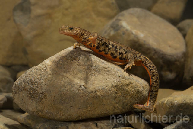 R11723 Pyrenäen-Gebirgsmolch, Pyrenean brook salamander - Christoph Robiller