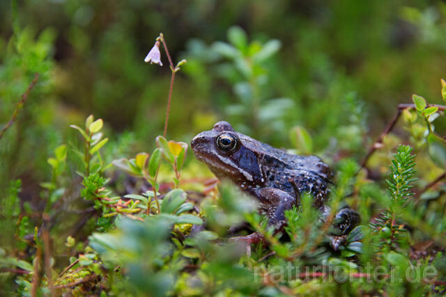 R12134 Moorfrosch, Moor Frog, Riisitunturi, Finnland - Christoph Robiller