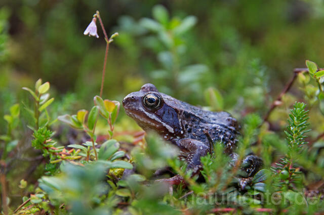 R12135 Moorfrosch, Moor Frog, Riisitunturi, Finnland - Christoph Robiller