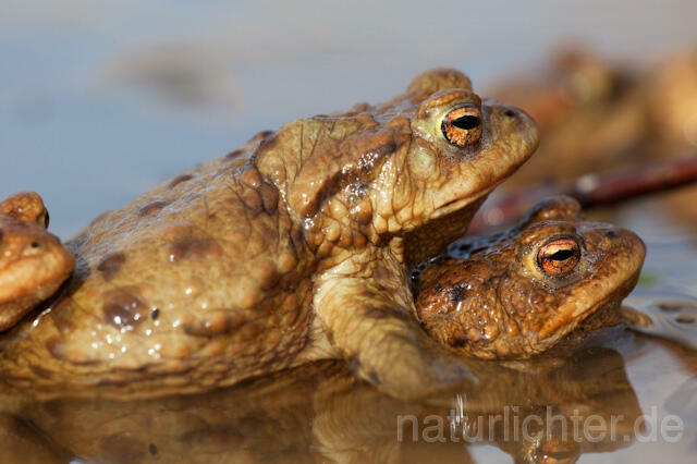 R5988 Erdkröte, Paarung, Common Toad