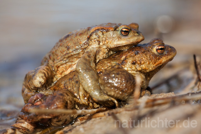 R5989 Erdkröte, Paarung, Common Toad - Christoph Robiller