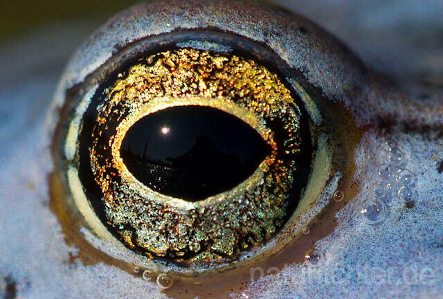 R7583Moorfrosch, Auge,  Moor frog, Eye