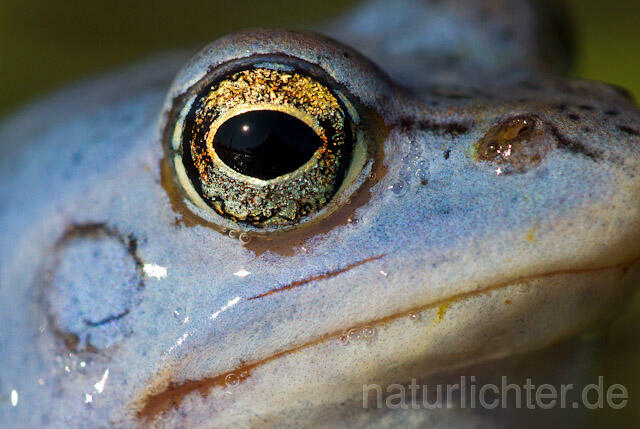 R7584 Moorfrosch, Auge,  Moor frog, Eye