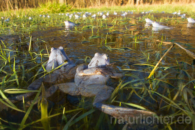 R7598 Moorfrosch, Balz, Moor frog, Mating