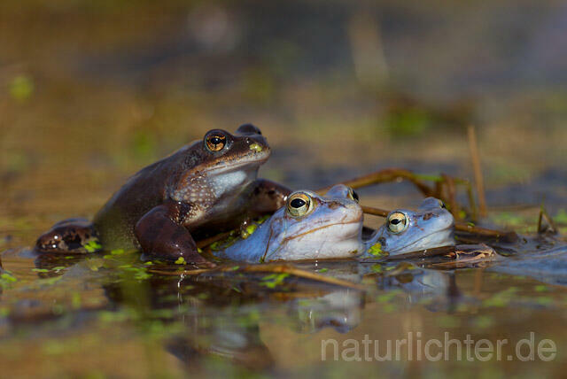 R7631 Moorfrosch, Balz, Grasfrosch, European Common Frog, Moor frog, Mating