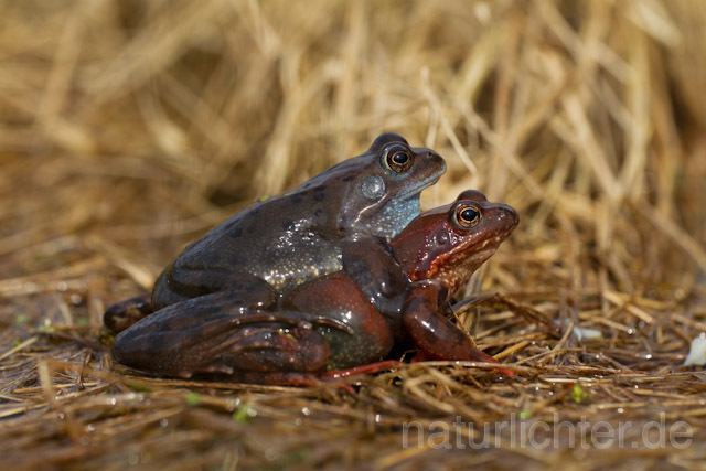 R7645 Grasfrosch, Paarung,Common Brown Frog, Mating - Christoph Robiller