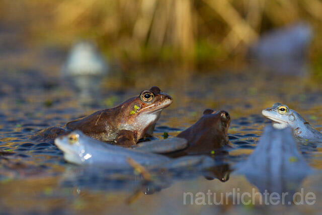 R7650 Moorfrosch, Balz, Grasfrosch, Common Brown Frog, Moor frog, Mating