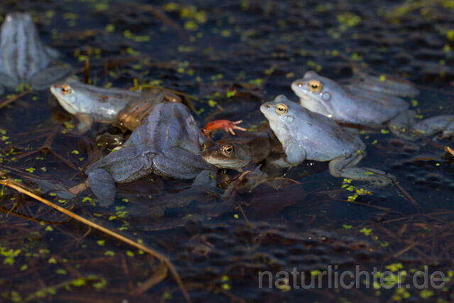 R7653  Moorfrosch, Balz, Moor frog, Mating