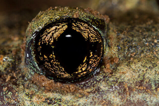 R7690 Gemeine Geburtshelferkröte, Auge, Common Midwife Toad, Eye - Christoph Robiller
