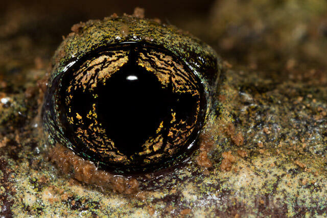 R7691 Gemeine Geburtshelferkröte, Auge, Common Midwife Toad, Eye - Christoph Robiller