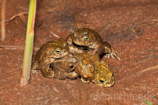 R8205 Kreuzkröte, Paarung, Natterjack Toad mating - Christoph Robiller