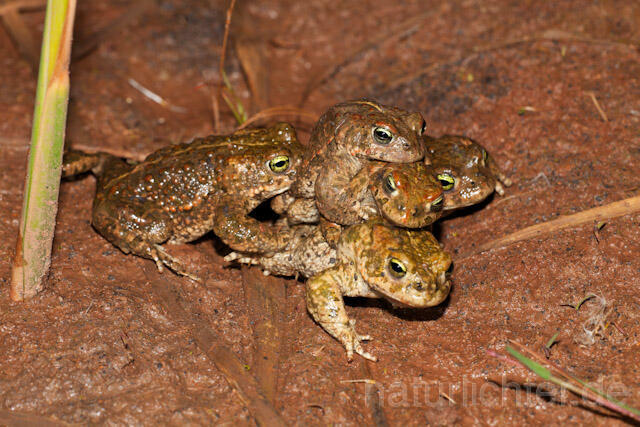 R8206 Kreuzkröte, Paarung, Natterjack Toad mating