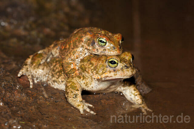 R8208 Kreuzkröte, Amplexus, Natterjack Toad mating