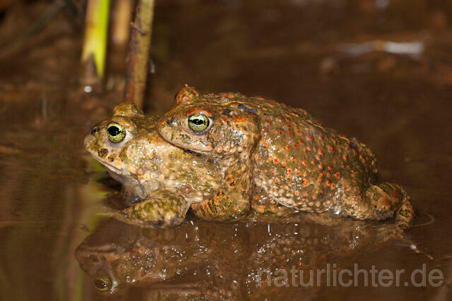 R8210 Kreuzkröte, Paarung, Natterjack Toad mating - Christoph Robiller
