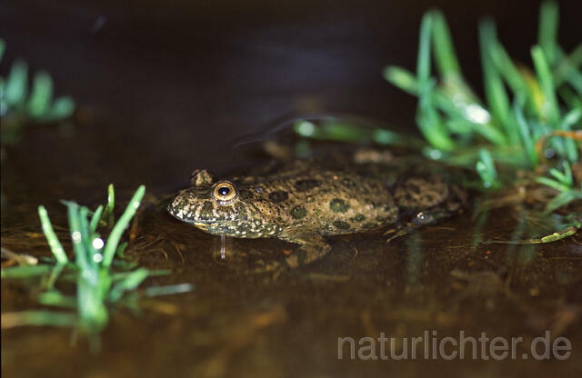 R9367 Rotbauchunke, Fire-Bellied Toad - Christoph Robiller