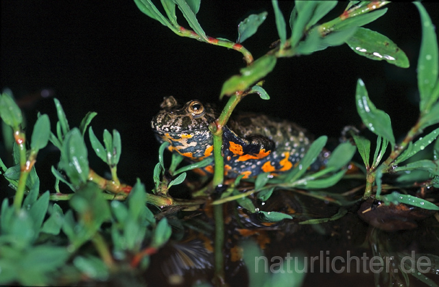 R9369 Rotbauchunke, Fire-Bellied Toad - Christoph Robiller