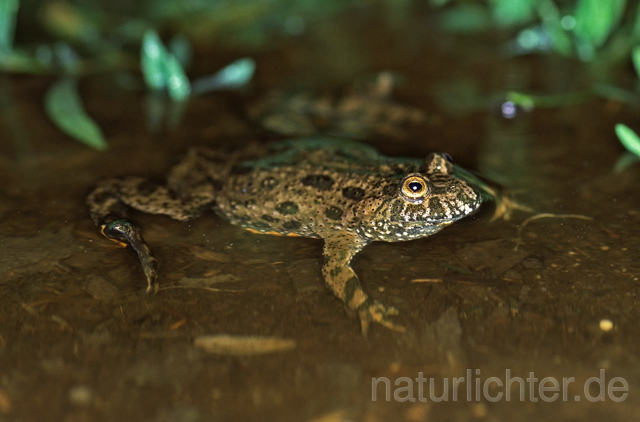 R9370 Rotbauchunke, Fire-Bellied Toad - Christoph Robiller