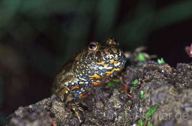 R9371 Rotbauchunke, Fire-Bellied Toad - Christoph Robiller