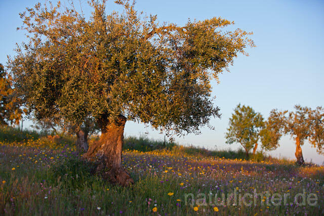 R10290  Olivenhain Extremadura - Christoph Robiller