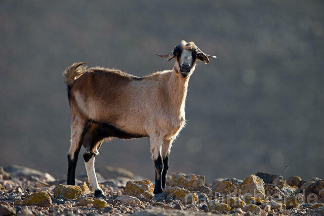 R12506 Hausziege, Goat, Fuerteventura - Christoph Robiller