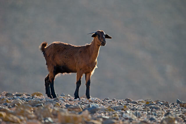 R12507 Hausziege, Goat, Fuerteventura - Christoph Robiller