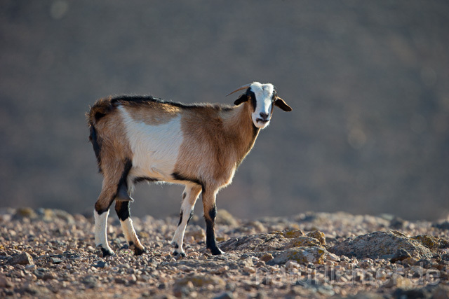 R12508 Hausziege, Goat, Fuerteventura - Christoph Robiller