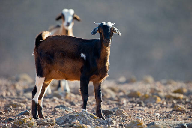 R12509 Hausziege, Goat, Fuerteventura - Christoph Robiller