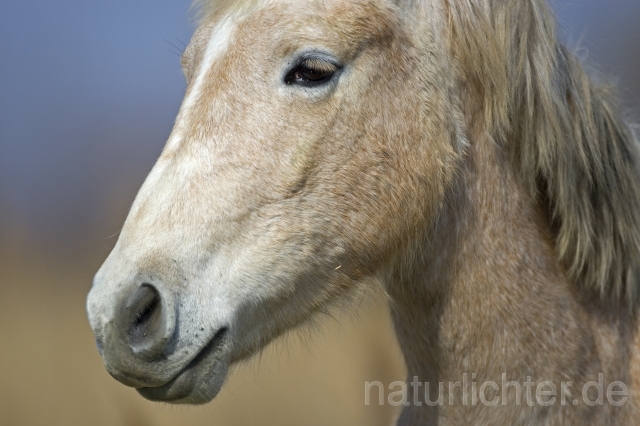 R3657 Camargue-Pferd - Christoph Robiller