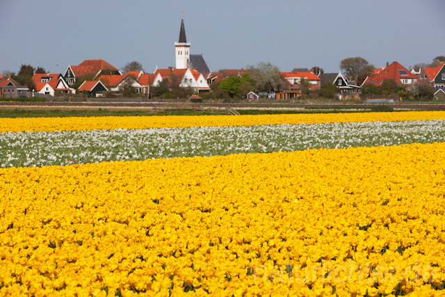 R6511 Tulpen, Den Hoorn, Texel - Christoph Robiller