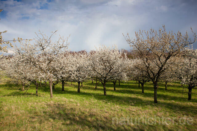 R9147 Streuobstwiese, Orchard - Christoph Robiller