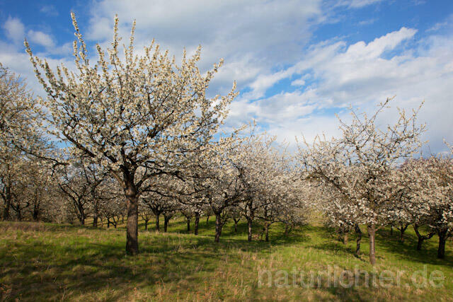 R9148 Streuobstwiese, Orchard - Christoph Robiller