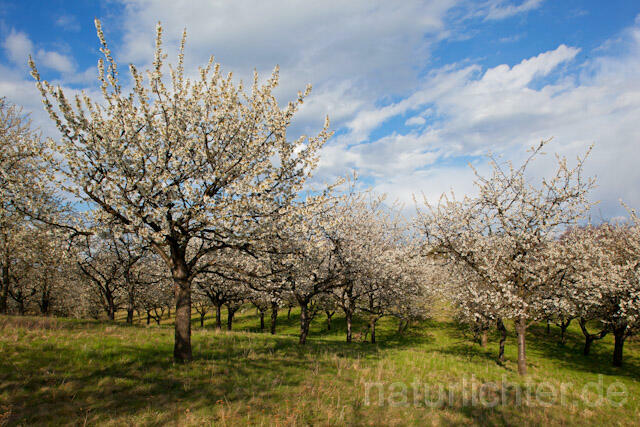 R9149 Streuobstwiese, Orchard - Christoph Robiller