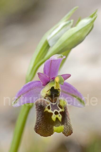 R2156 Kleinblütige Hummel-Ragwurz, Ophrys holoserica subsp. annae - Christoph Robiller