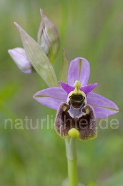 R2160 Kleinblütige Hummel-Ragwurz, Ophrys holoserica subsp. annae - Christoph Robiller