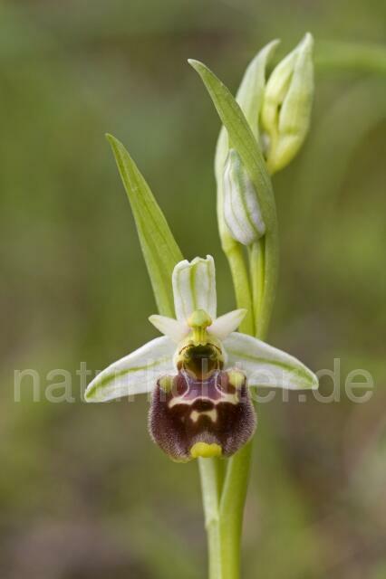 R2161 Kleinblütige Hummel-Ragwurz, Ophrys holoserica subsp. annae - Christoph Robiller