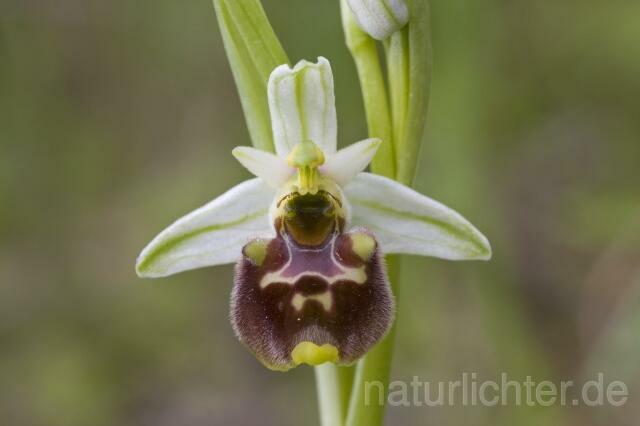 R2162 Kleinblütige Hummel-Ragwurz, Ophrys holoserica subsp. annae - Christoph Robiller