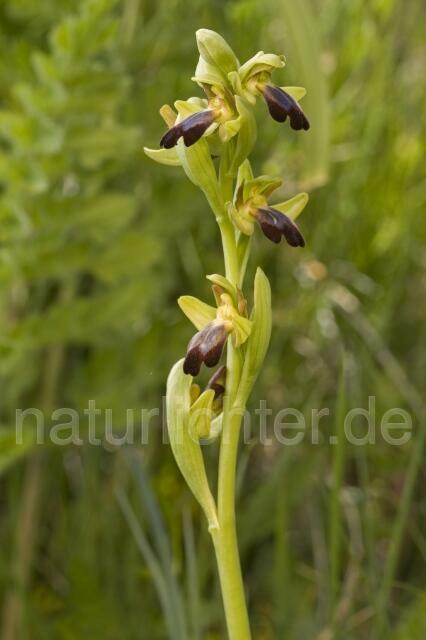 R2188 Eleonora-Ragwurz, Ophrys eleonorae - Christoph Robiller