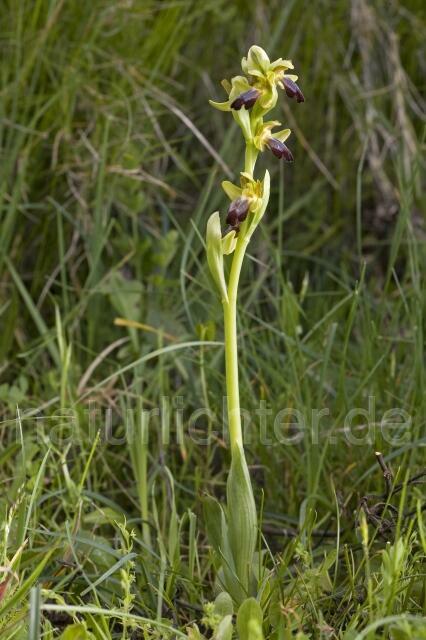 R2189 Eleonora-Ragwurz, Ophrys eleonorae - Christoph Robiller