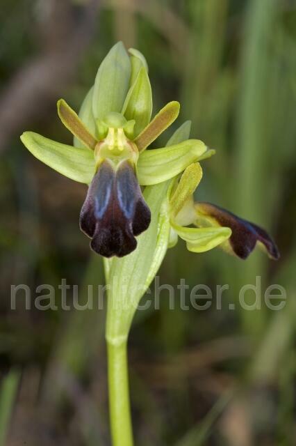 R2190 Eleonora-Ragwurz, Ophrys eleonorae - Christoph Robiller